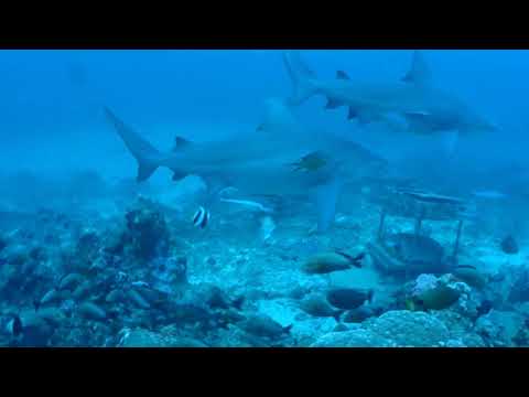 Bull Sharks -