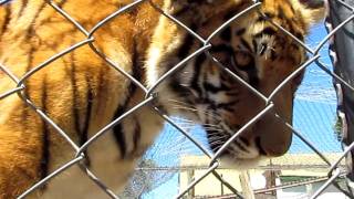 Tiger meowing