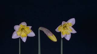 Daffodils   112389 No Copyright Video, Background, Motion Graphics, Animated Background screenshot 2