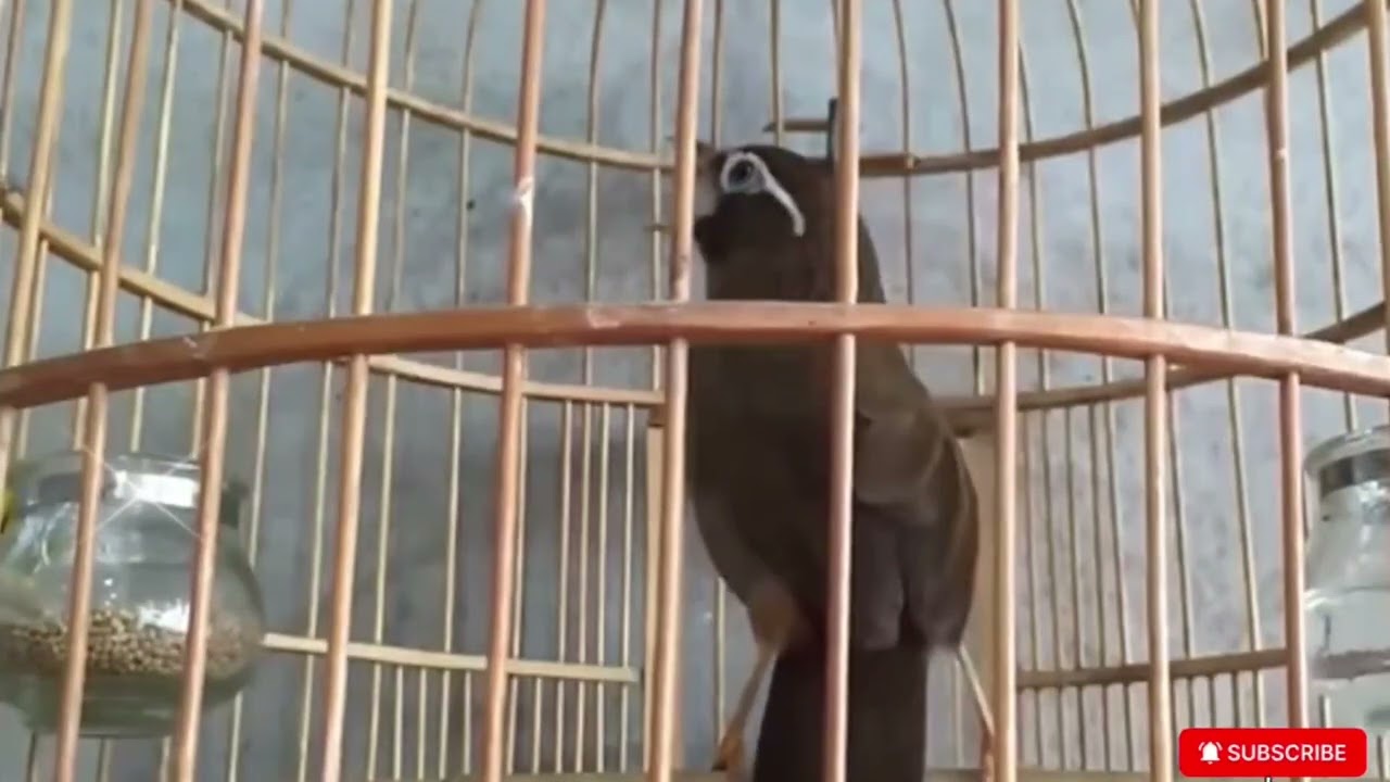 Hoạ Mi Hót Đấu /hoạ mi hót sáng luyện giọng kich bổi sổ giọng chim hót hay mỗi ngày