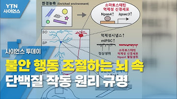 불안 행동 조절하는 뇌 속 단백질 작동 원리 규명 / YTN 사이언스