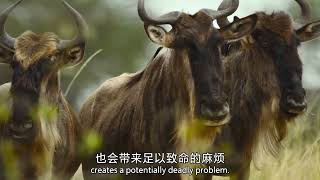 豆瓣9.8分神作纪录片|顶级摄影团队镜头下的动物王国,震撼自然的生命奇迹 #动物世界