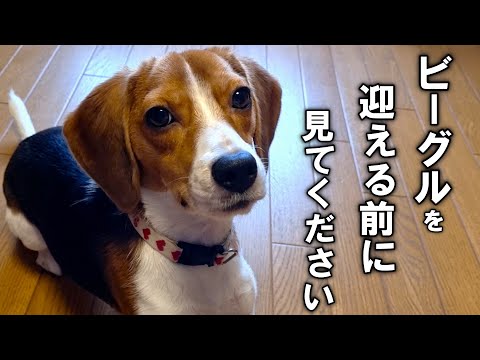 ビーグルの長所と短所15選!短所も全て可愛いんです編