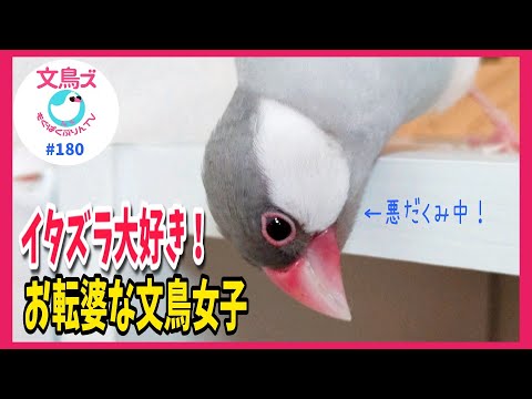 イタズラ大好き❤️お転婆なシルバー文鳥りん～お母ちゃんが歌う口元を狙う！