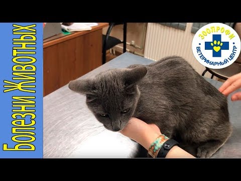 Печёночные Показатели в Биохимическом Анализе Крови у Кошки