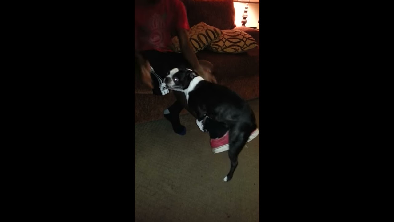 Funny dog humping YouTube