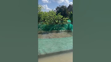 Trình Diễn Cá Lóc Bay Ở Cồn Sơn Cần Thơ