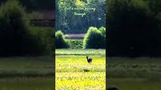 The field’s quietest guest#nature #naturelovers #wildlife #shorts
