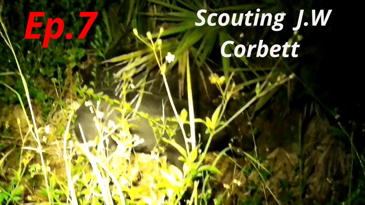 Quick Scout Trip J.W Corbett YouTube