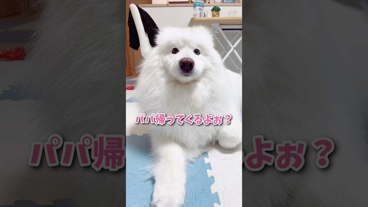 サモエドパパ 大絶叫】大好きなパパのお出迎えのはずがとんでもない事に… #サモエド