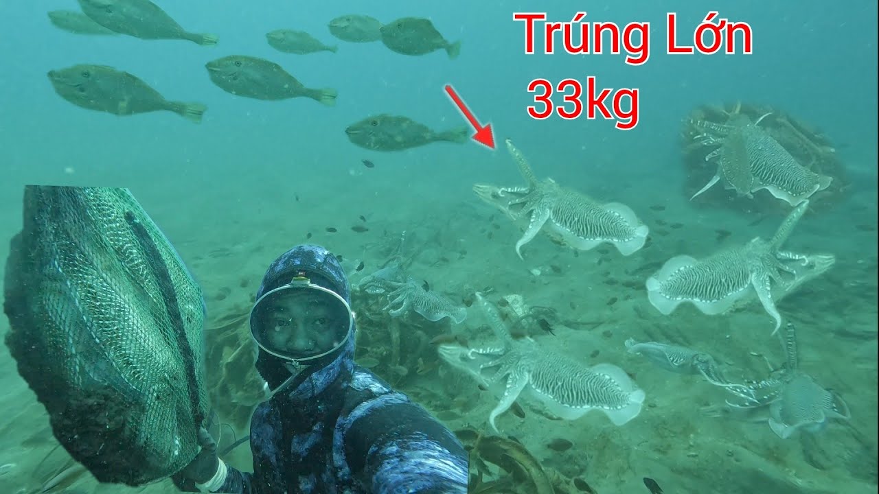 PHÁT HIỆN 2 Ổ MỰC NANG SIÊU TO Ở Độ Sâu 20m - Hải Mã  Cá Mú Còn Rất Nhiều Tại Gốc Chà Cụ Khơi xa