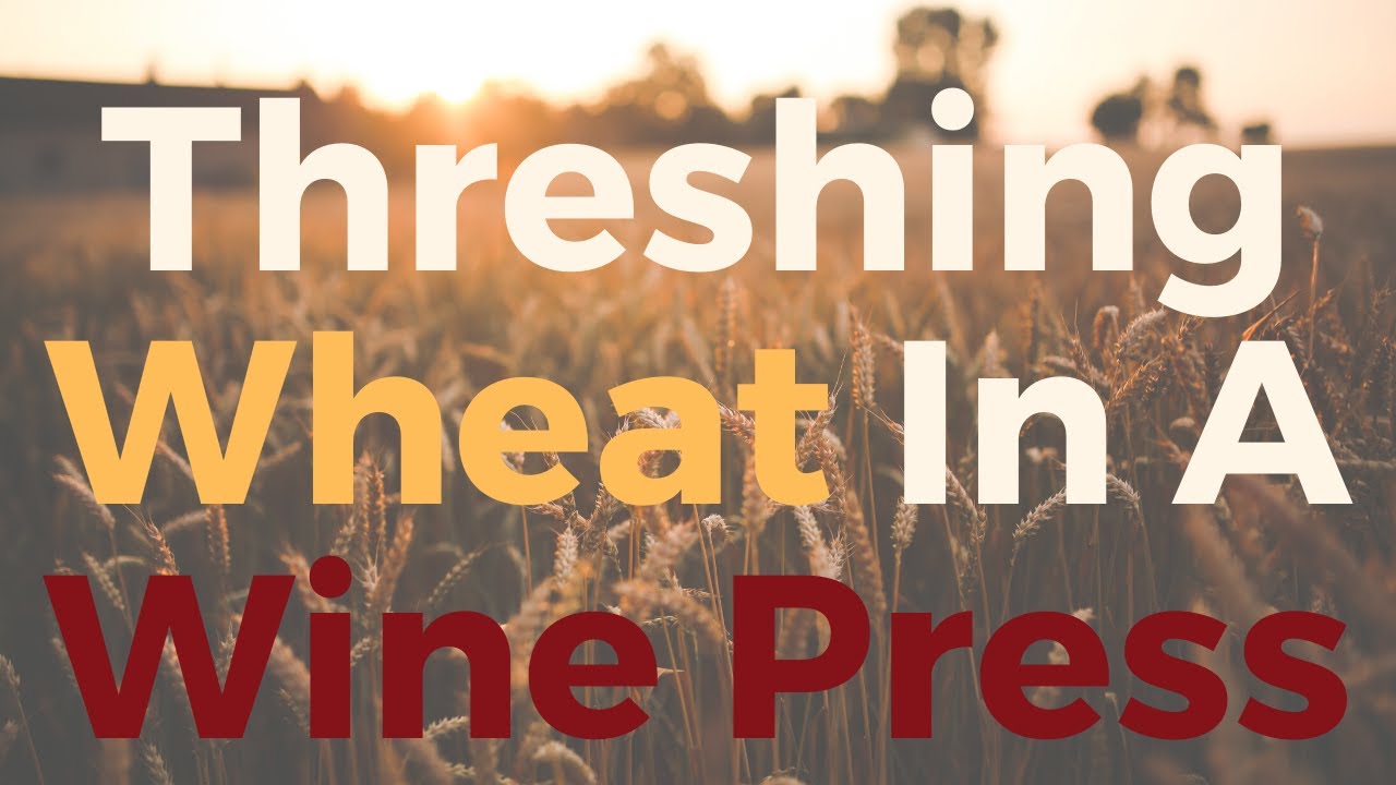 Threshing Wheat In A Wine Press YouTube