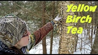 Yellow Birch Tea