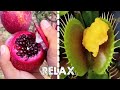 Relaxing Video Collections | Satisfying Flytrap & Pomegranate