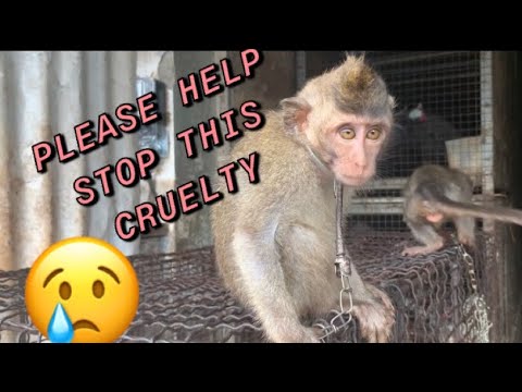 Baby macaque monkeys for sale at Denpasar Bird Market (Pas…