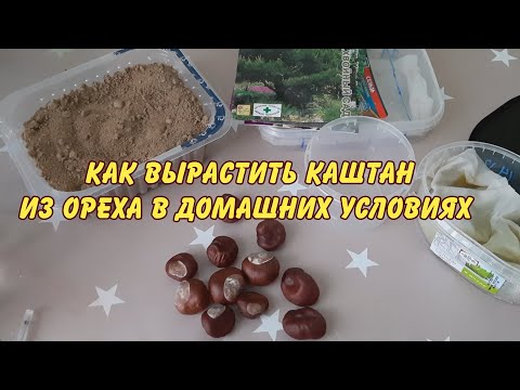 КАК ВЫРАСТИТЬ КАШТАН ИЗ ОРЕХА В ДОМАШНИХ УСЛОВИЯХ САД ОГОРОД САДОВОДСТВО