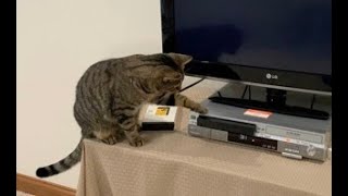 Tiger Cat Introduced to a VCR Player and Gets Spooked by The VCR and Everything Around It