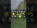 刈り込んだクラピアの上をまっしぐらに歩く猫 #Shorts