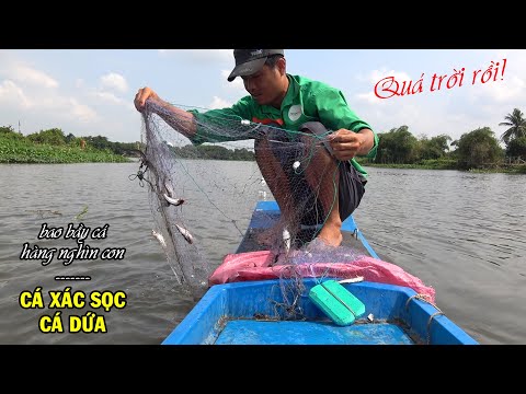 Video Lưới dính đầy cá | Bao vây bắt trọn ổ bầy cá xác sọc,... - youtube