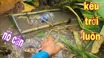 Quá Nhanh Quá Nguy Hiểm Thăm Lờ Cá Lóc Bị Rắn Cắn Mặt Xanh Lè Luôn # SĂN BẮT ĐỒNG THÁP #