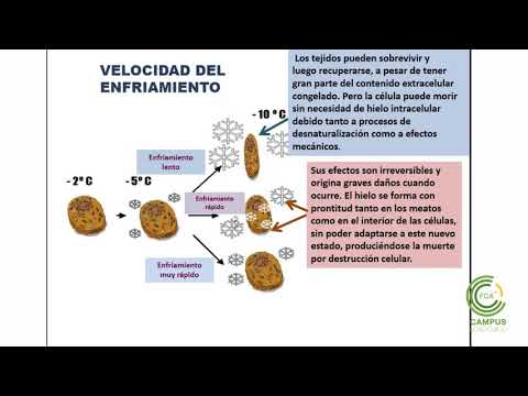 Video: Proteja las plantas de las heladas tardías - ¿Pueden las flores tempranas sobrevivir a una helada?