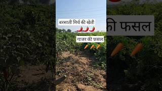 INTERCROPPING: बरसाती मिर्च की खेती (mirch ki kheti) + गाजर की फसल trending
