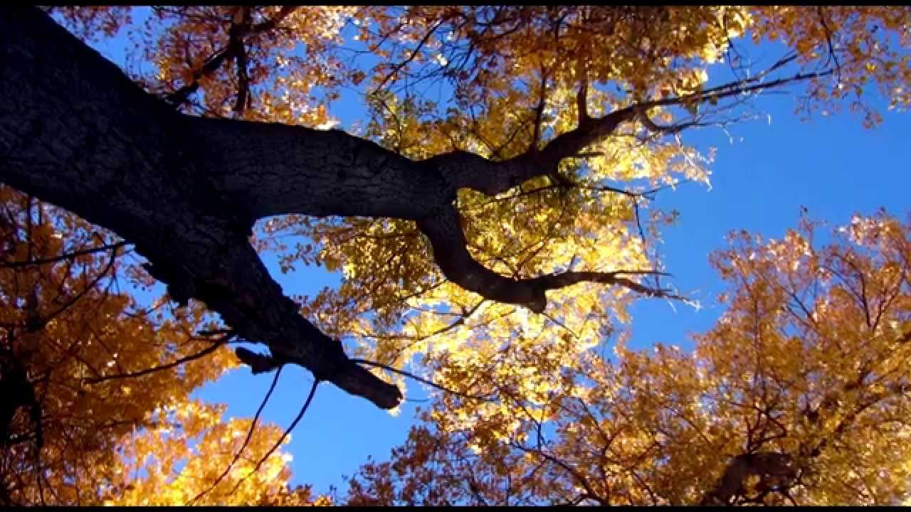 A Day in the Natural World