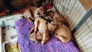 Choosing Willow the Rhodesian Ridgeback Puppy: First Tail Wag by Zurison 972 views 5 years ago 30 seconds