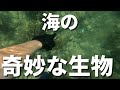 【マガキ貝】太い腕、するどい爪、飛び出た目玉を持つ奇妙な貝を探してみる【珍生物】