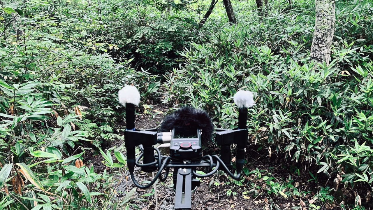 20230907 09​:​57am 小​鳥​の​森 - YouTube