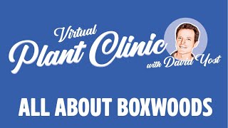 Virtual Plant Clinic: All About Boxwoods
