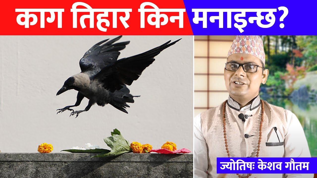 Why Do We Worship Crows Kaag Tihar Nepali Tihar Why Do We Worship Crows Kaag Tihar Nepali Tihar