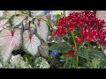 Americana Flower Containers | Home Depot Garden Center 🇺🇸