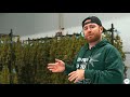 Welcome to blueprint cannabis  cannabis 101 4k