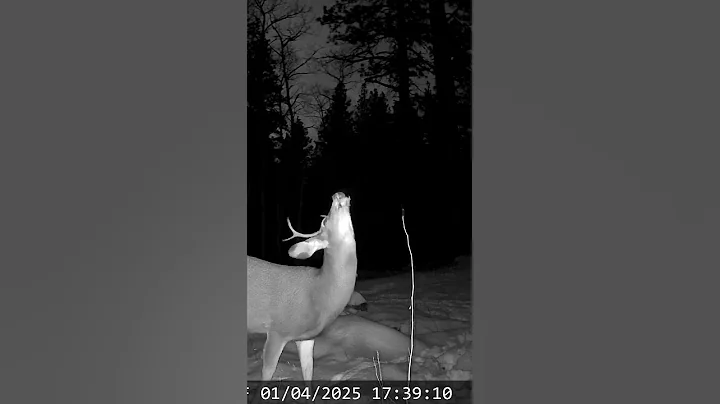 Mule Deer Buck Smelling for Does #deer #buck #hunting #montana #trailcam #wildlife #nature