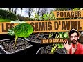 Comment semer le basilic les carottes les courgettes courges concombre les haricots les panais