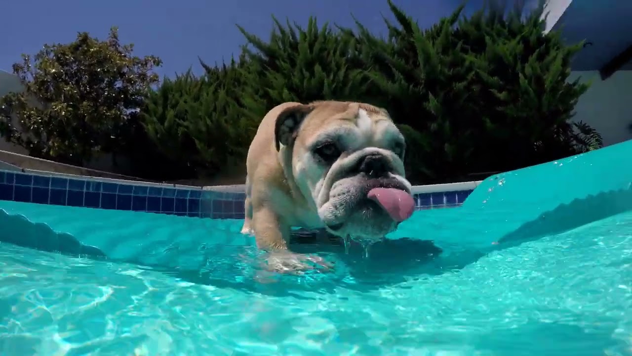 Bulldogs pool party gopro summer 25