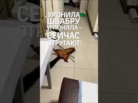 Белка со шваброй стала актрисой Большого театра