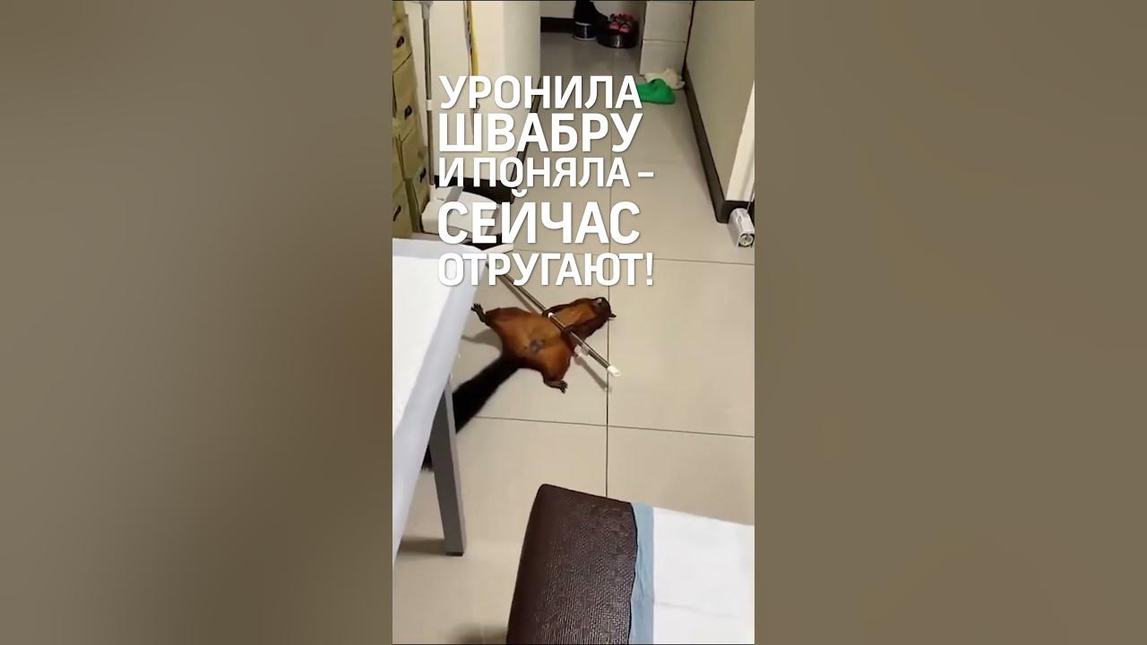 Белка со шваброй. Придавило шваброй белки-летяги. Белка симулянтка со шваброй. Белка притворяется убитой шваброй. Белочка на швабре.