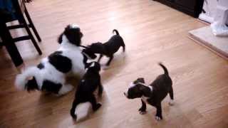 Full Breed Staffordshire Bull Terriers