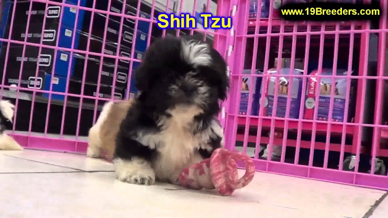 Shih Tzu Chiots Pour Vente En Alberta Canada Provinces La
