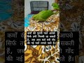 #india #birds #talkingparot #parrot #ytshorts #shorts #short #trending #greenparrot