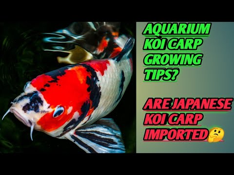 Aquarium koi carp fast growing tips||koi carp care||koi carp keeping
