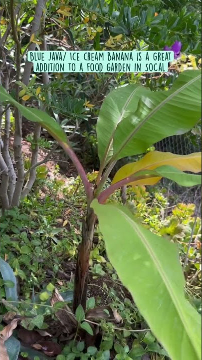 Young Blue Java banana tree 🍌🌳 #fruittree #gardenideas #foodforrest