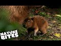Surprise Capybara Birth Shocks Zookeepers | The Secret Life of the Zoo | Nature Bites