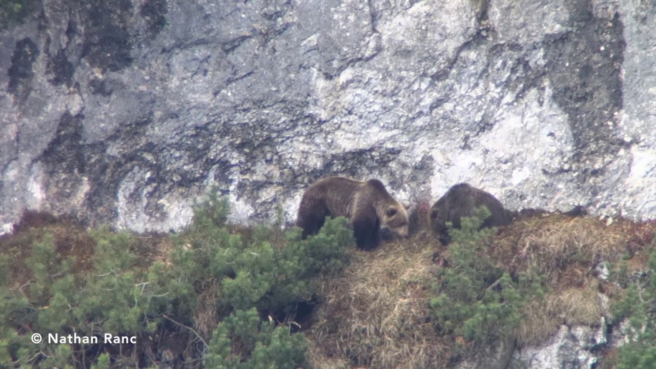 Mating season for the Alpine brown bears - part I