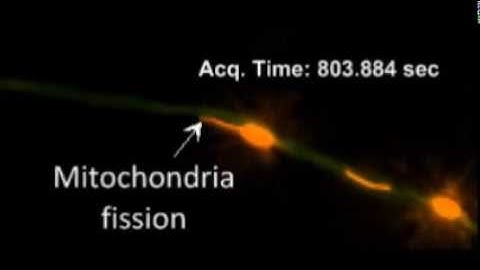 Mitochondria fission