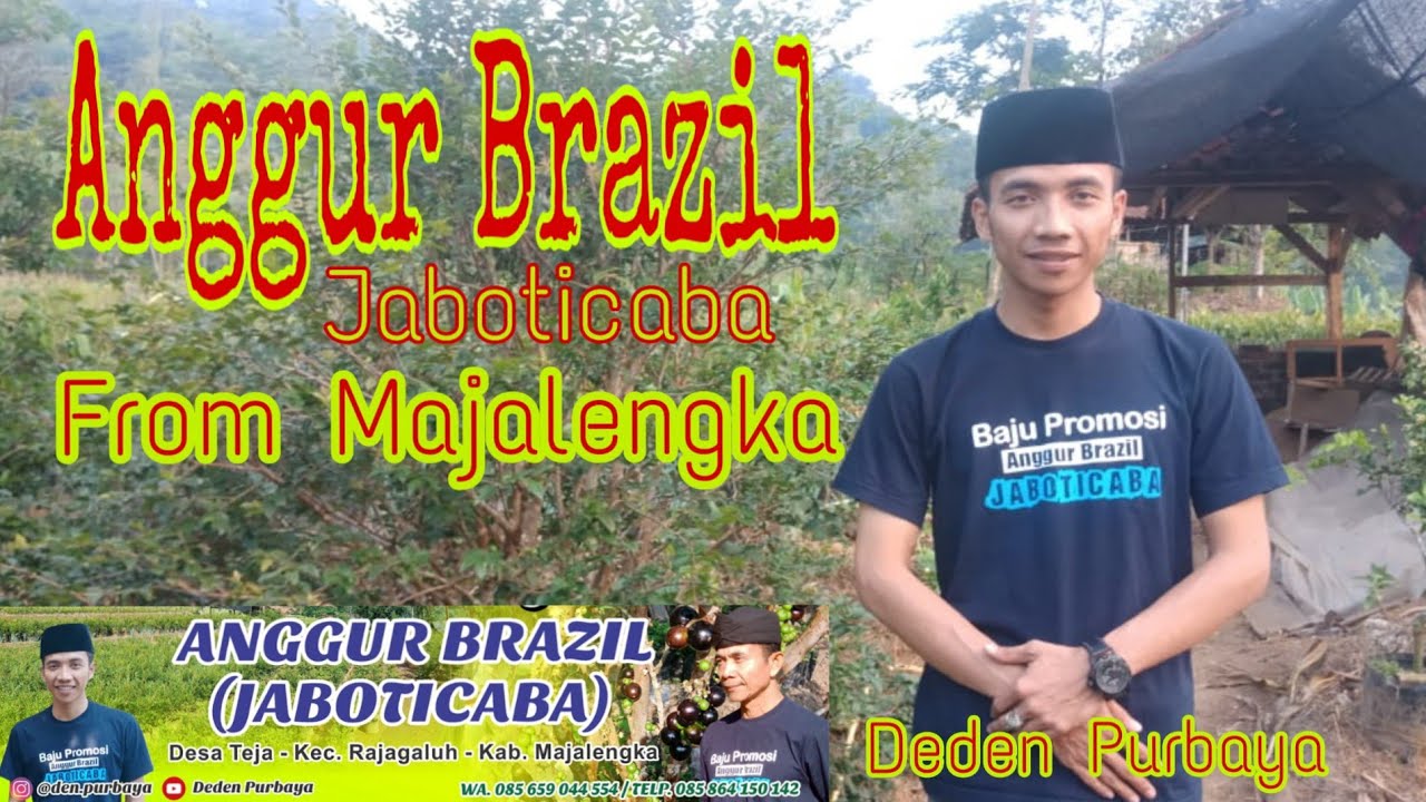 Perkebunan Anggur Brazil di Majalengka