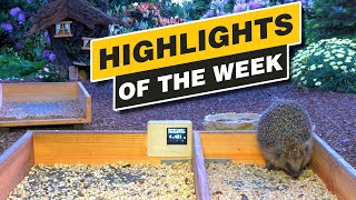 Highlights Of The Week - May 2024 - Week 21