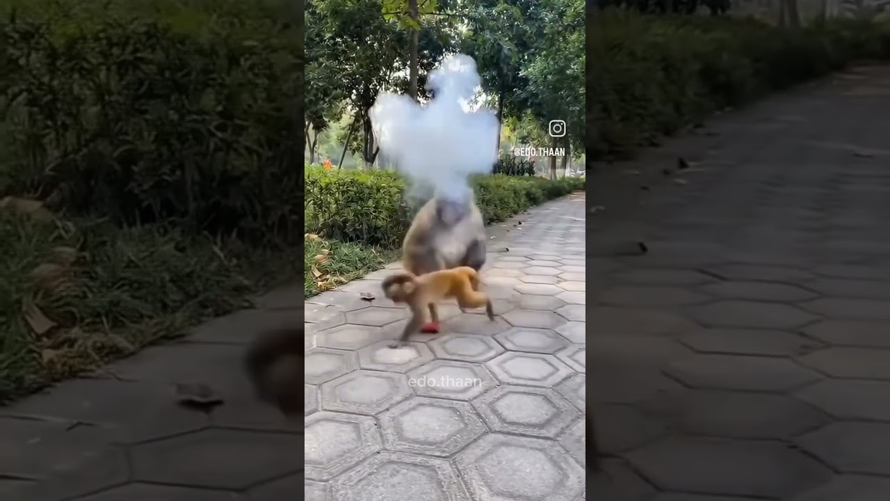 ആടാ,ഗമാലെ 